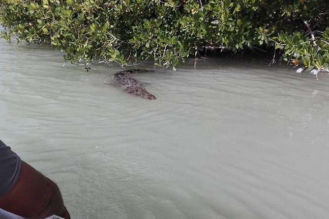 Private Tour: Pink Flamingos, Maya Temples and Ek Balam - Rio Lagartos: Birdwatching and Pink Flamingos in Nature