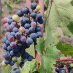 Private Tour Pompeii and Winery - Starting Point at Grand Hotel Excelsior Vittoria in Sorrento