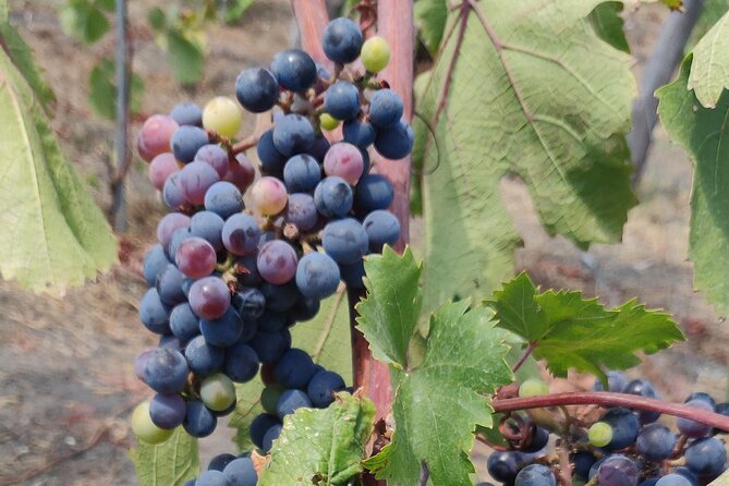 Private Tour Pompeii and Winery - Starting Point at Grand Hotel Excelsior Vittoria in Sorrento