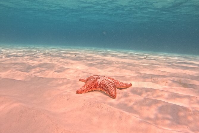 Private Tour to El Cielo and El Cielito and Palancar Cozumel - Snorkeling and Wildlife Encounters