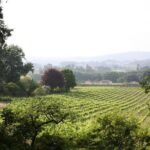 Private tour to Ponte de Lima, Vinho Verde region - Santo Antonio da Torre Velha and Its Tile Panels