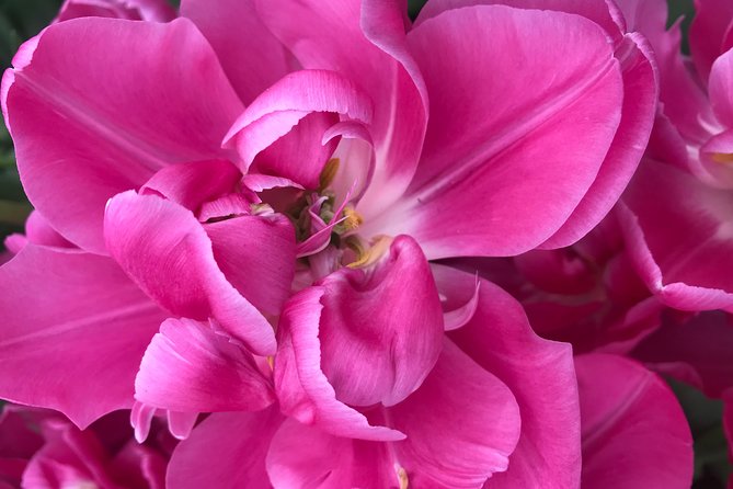 Private Tour to the Keukenhof and Tulip Fields - The Optional Visit to the Aalsmeer Flower Auction