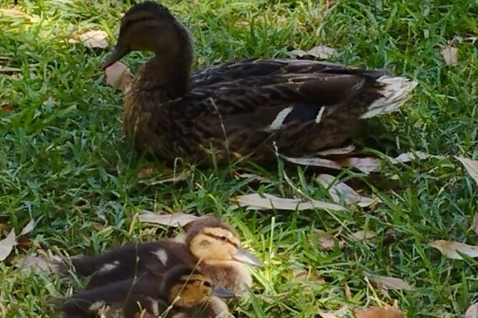 Private tour to the Royal Palace. - The Guide’s Expertise and Storytelling Style