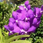 Private Tours - Visiting Bathsheba Beach: The Rugged Coastline