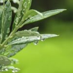 Private Traditional Olive Grove and Dragon Fruit Farm Tour - Exploring the Olive Grove and Snail Farm in Crete