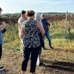 Private Trip to the Vineyards of Ginosa with tasting from Matera - Visiting Ginosas Winery and Learning Winemaking Techniques