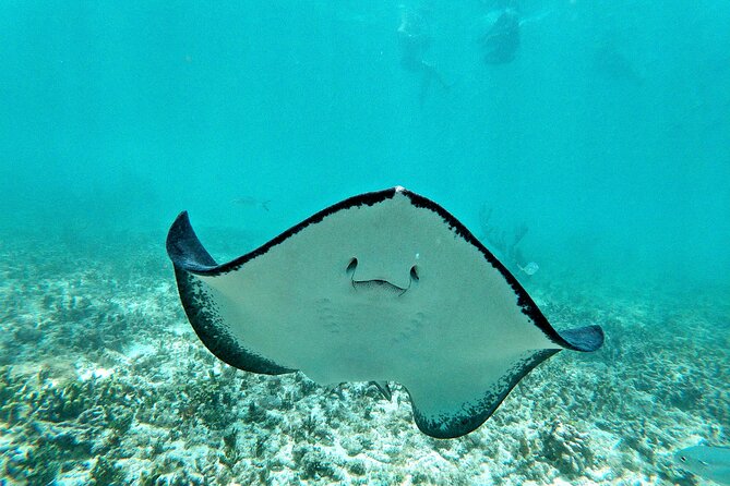 Private Tulum mayan ruins & Snorkel with Turtles in Akumal Adventure - Snorkeling with Sea Turtles at Akumal Beach