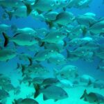 Private Tulum Ruins, Turtles in Akumal and Cenote Adventure - Exploring a Cenote in the Yucatán Rainforest