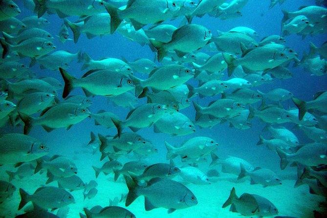 Private Tulum Ruins, Turtles in Akumal and Cenote Adventure - Exploring a Cenote in the Yucatán Rainforest