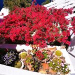 Private Unseen Authentic Santorini Half Day Shore Excursion - Medieval Secrets in Emporio