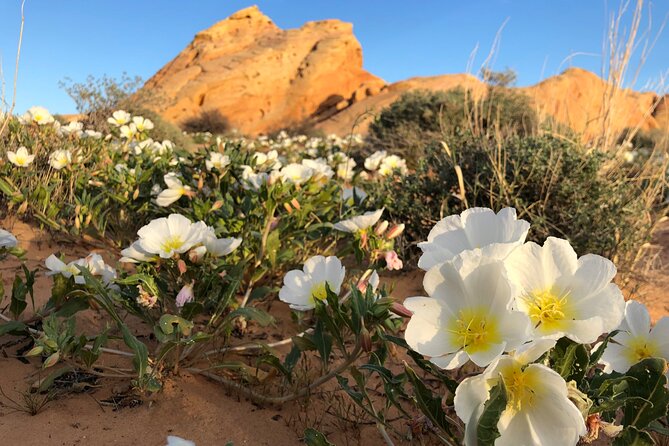 Private Valley of Fire Hiking and Sightseeing Adventure - Exploring Valley of Fire’s Iconic Rock Formations and Canyons