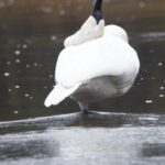 Private/VIP Wildlife Winter Safari of Yellowstone - Exploring Lamar Valley: Yellowstone’s Serengeti