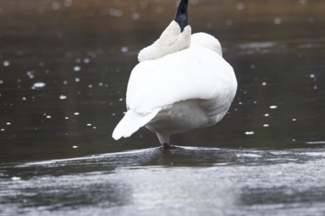 Private/VIP Wildlife Winter Safari of Yellowstone - Exploring Lamar Valley: Yellowstone’s Serengeti