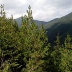 Private Vitosha Mountains Hiking with Black peak & Dragalevtsi Monastery - Starting from Sofia: Hotel Pickup and Transportation