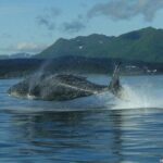 Private Whale and Wildlife Viewing - Starting Point at Icy Strait Cruise Terminal in Hoonah