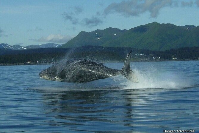 Private Whale and Wildlife Viewing - Starting Point at Icy Strait Cruise Terminal in Hoonah