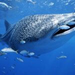 Private Whale shark Ecofriendly tour from Cancun - Expert Guides and Ecofriendly Practices