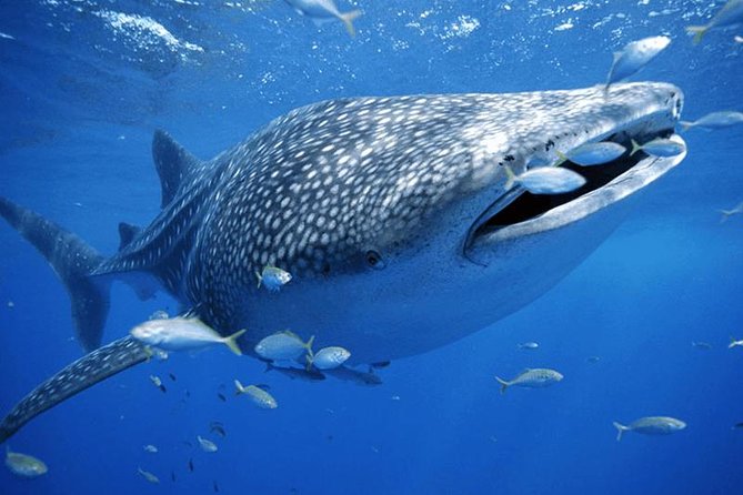 Private Whale shark Ecofriendly tour from Cancun - Expert Guides and Ecofriendly Practices