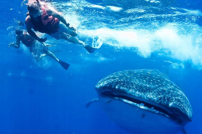 Private Whale Shark Ecofriendly Tour from Riviera Maya - Navigating the Location: Whale Shark Encounter Sites