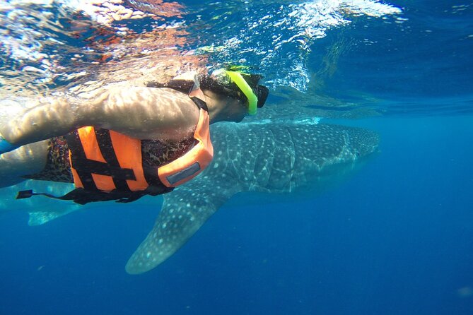 Private Whale Shark Tour from Playa del Carmen - Lunch and Relaxation on Isla Mujeres