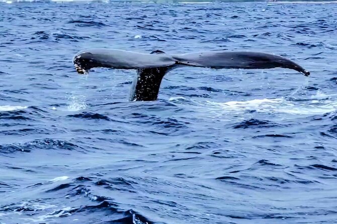 Private Whale Watching Adventure - Start Point at Ala Wai Harbor in Waikiki