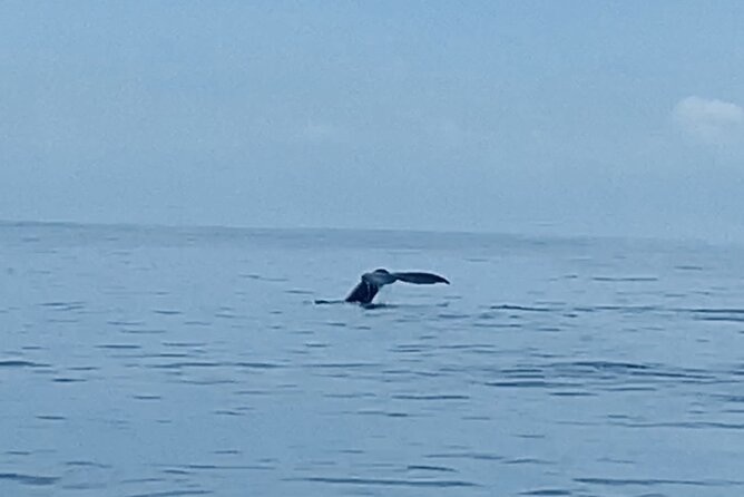 Private Whale Watching and Dolphin Excursion - What to Expect on the Private Whale Watching and Dolphin Excursion