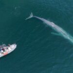 Private Whale Watching in San Diego on a Premium Zodiac - Using a Premium Zodiac for a Comfortable and Dynamic Ride