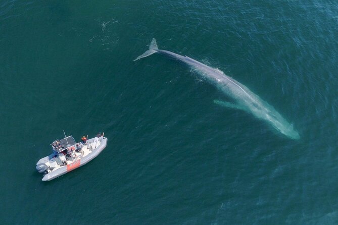 Private Whale Watching in San Diego on a Premium Zodiac - Using a Premium Zodiac for a Comfortable and Dynamic Ride