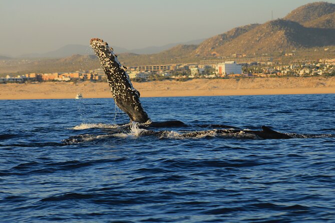 Private Whale Watching in San Jose Del Cabo snack,drinks,Warranty - Departure from Mantarraya in San Jose del Cabo