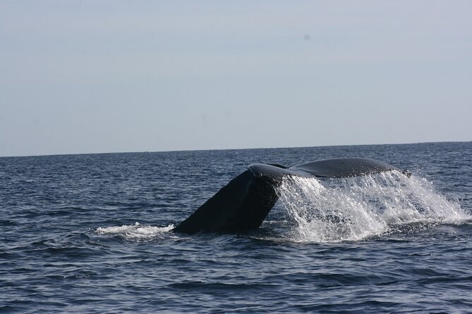 Private Whale Watching in San José del Cabo - Exclusive Private Group Experience