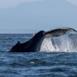 Private Whale Watching Nanaimo - Open Boat - Navigating the Salish Sea: Route and Wildlife Focus