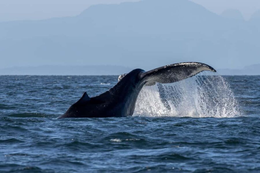 Private Whale Watching Nanaimo - Open Boat - Navigating the Salish Sea: Route and Wildlife Focus