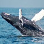 Private Whale Watching Panga Tour in Cabo San Lucas - Navigating the Sea of Cortez in a Private Super-Panga