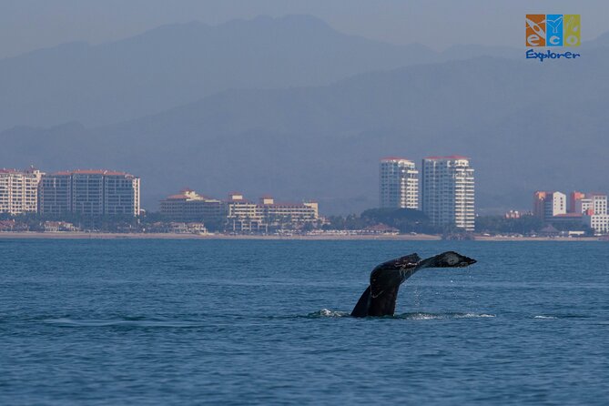 Private Whale watching Puerto Vallarta - Start Point and Meeting Logistics at Marina Vallarta