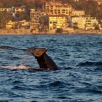 Private Whale Watching Sailing Tour - Comfortable Sailboat with Modern Amenities