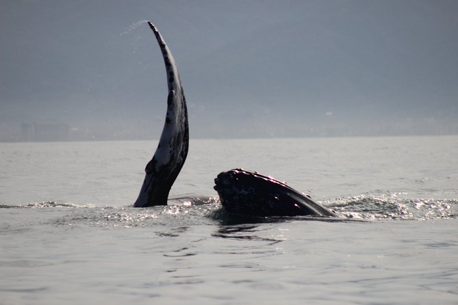 Private Whale Watching Tour in Puerto Vallarta - How the Itinerary Unfolds on the Water