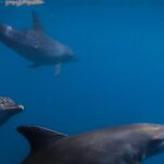 Private Wild Dolphin Encounter Day Trip - Exploring the Wildlife Hotspots of Baja Sur