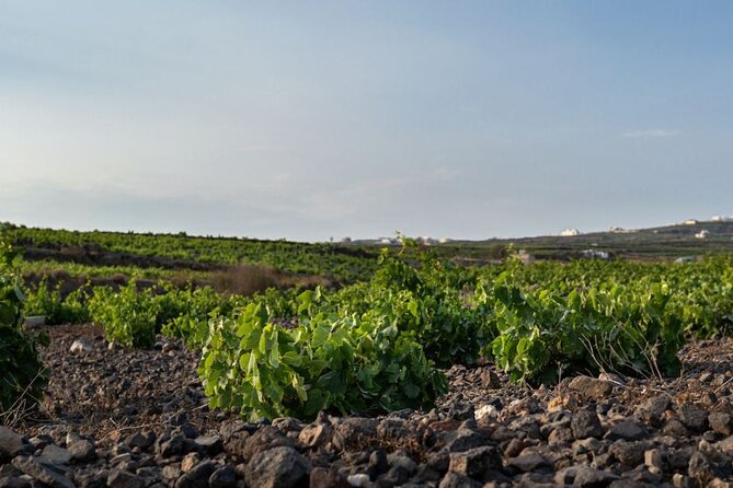 Private Wine Adventure Tour in the Most Distinct Wineries - Key Points