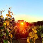 Private Wine Tasting Under The Stars With Sunset Panorama - Scenic Sunset Viewing Over Dubrovniks Countryside