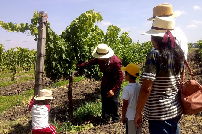 Private wine tasting & wine pairing tours - How the Tour Is Tailored to Your Wine Preferences