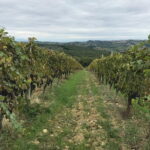 Private wine tour in Chianti Classico with sommelier (2 wineries) - Visiting Barberino Val dElsa: The First Stop