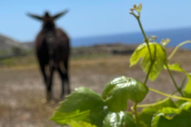 Private Wine Tour in Santorini - Exploring the Koutsogiannopoulos Wine Museum in a Natural Cave