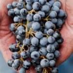 Private Wine Tour with Tastings from Eugene - Starting the Day with Hotel Pickup and Private Transportation