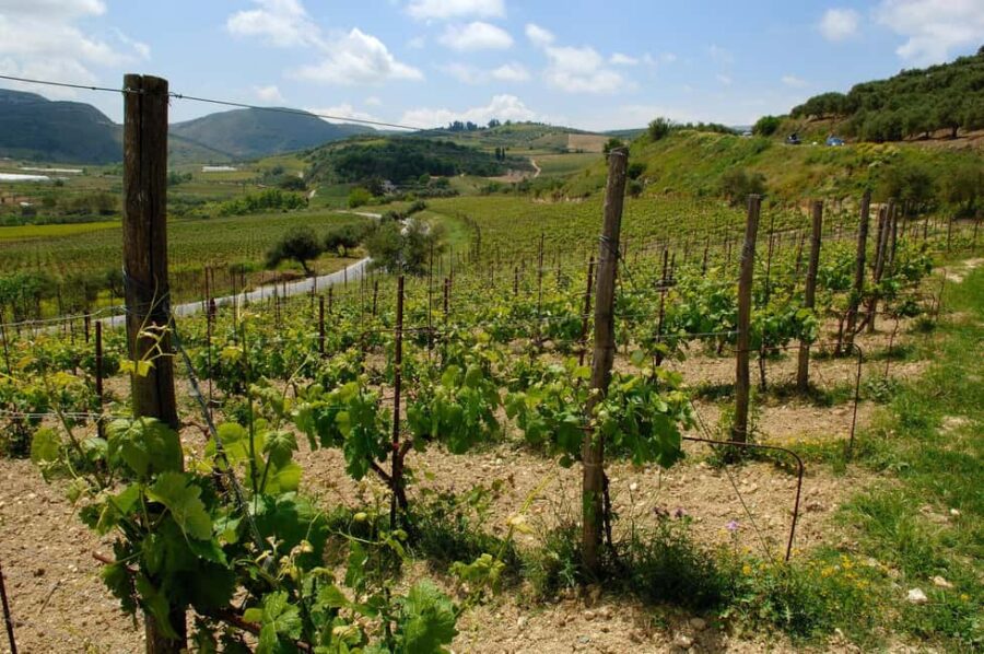 Private Wine Tour - From Heraklion to the Vineyards in Comfort