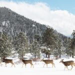Private Winter Tour + Sledding in Rocky Mountain National Park - Sledding at Hidden Valley Snow Play Area