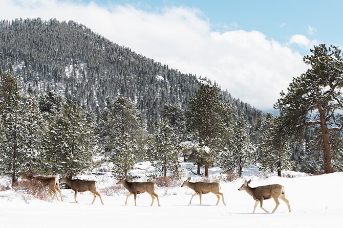 Private Winter Tour + Sledding in Rocky Mountain National Park - Sledding at Hidden Valley Snow Play Area