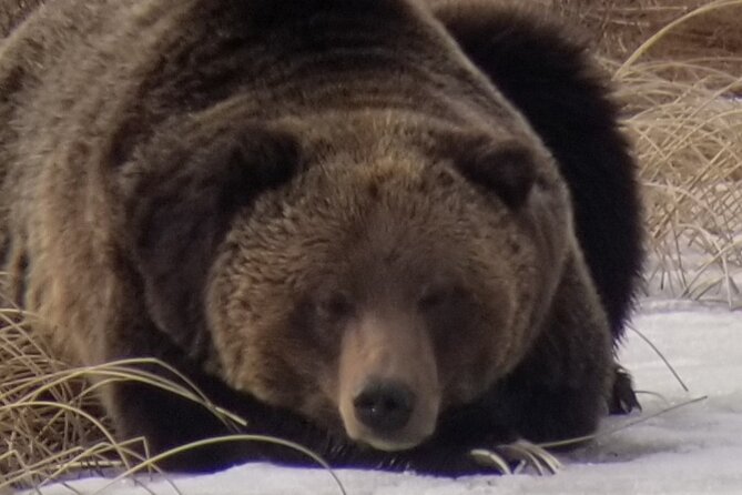 Private Wolf and Bear Watching in Yellowstone - The Gear You Receive for Better Wildlife Sightings