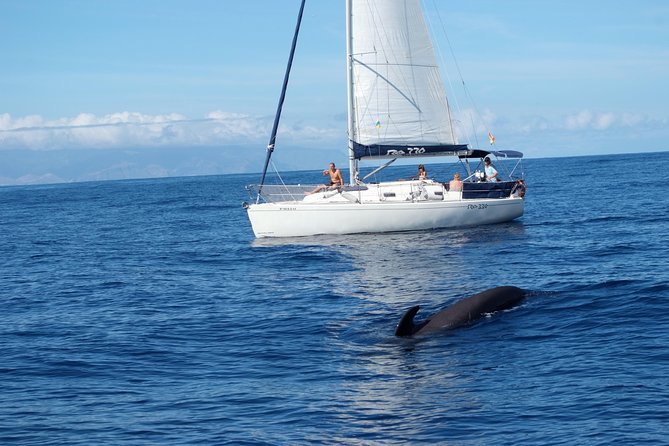 Private Yacht Tour With Whale and Dolphin Watching 33 Foot Boat - Exploring Tenerife’s Southwest Coast from the Sea