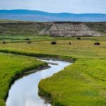 Private Yellowstone Highlights Tour - Exploring Yellowstone’s Geyser Basins and Old Faithful