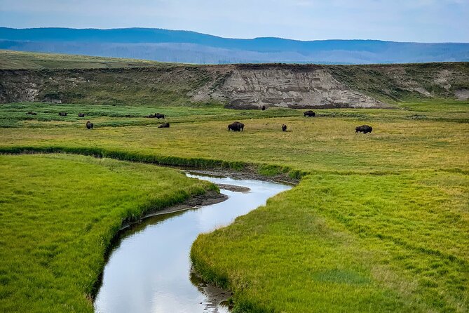 Private Yellowstone Highlights Tour - Exploring Yellowstone’s Geyser Basins and Old Faithful